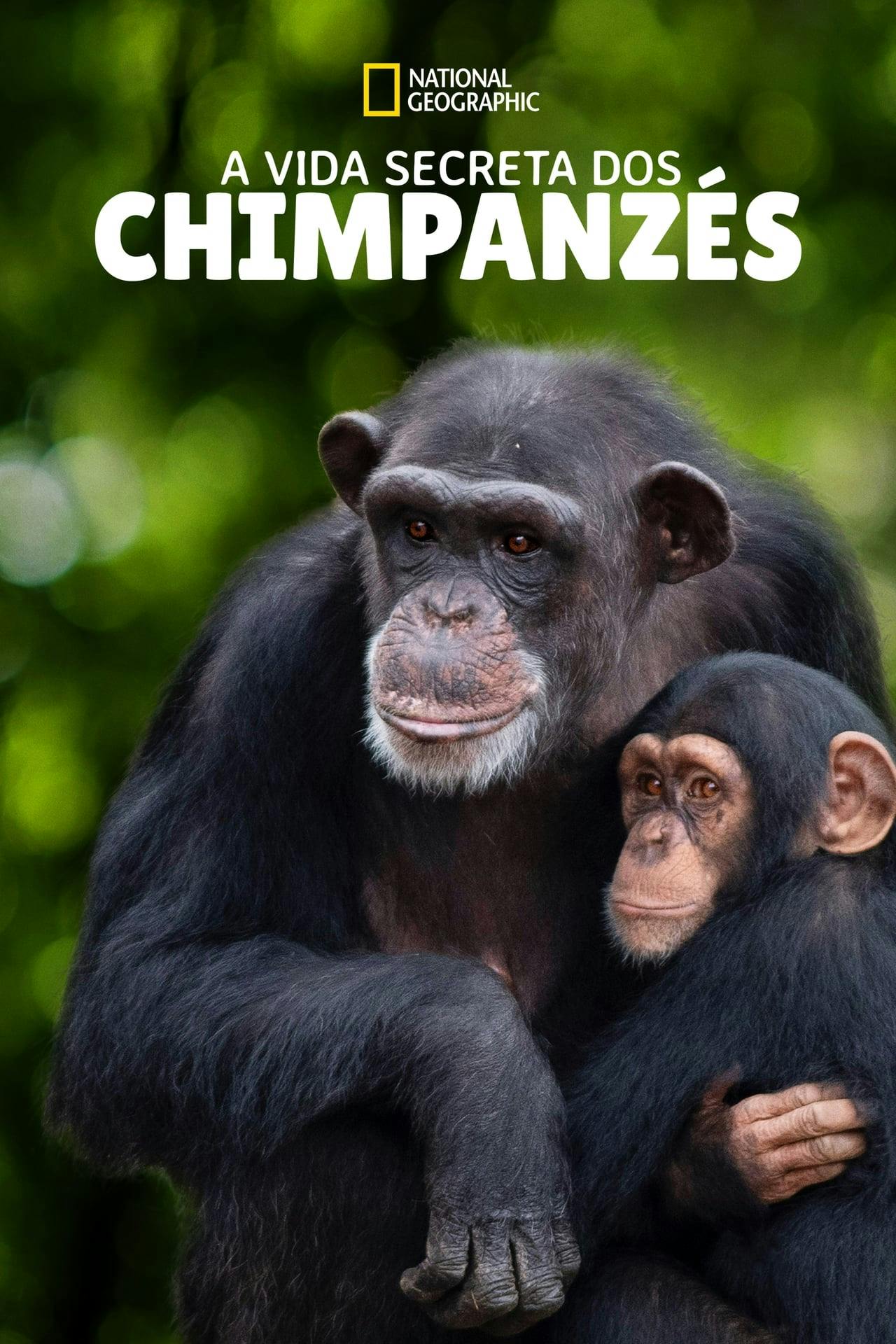 Assistir A Vida Secreta dos Chimpanzés (Meet the Chimps) Online em HD