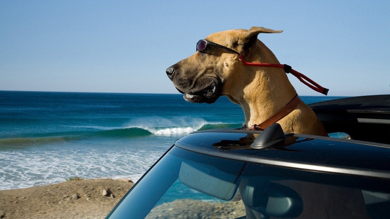 Marmaduke assista online
