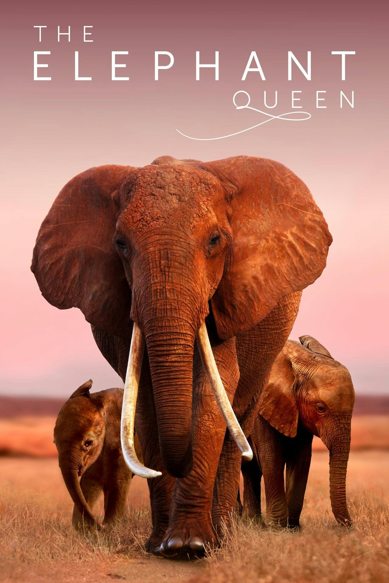 Assistir The Elephant Queen Online em HD