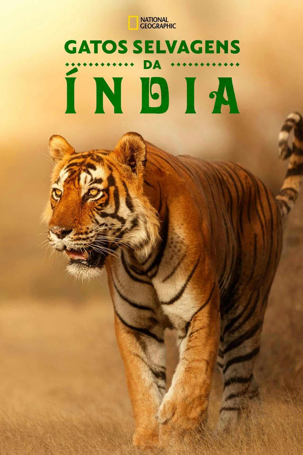 Assistir Gatos Selvagens da Índia (Wild Cats of India) Online em HD