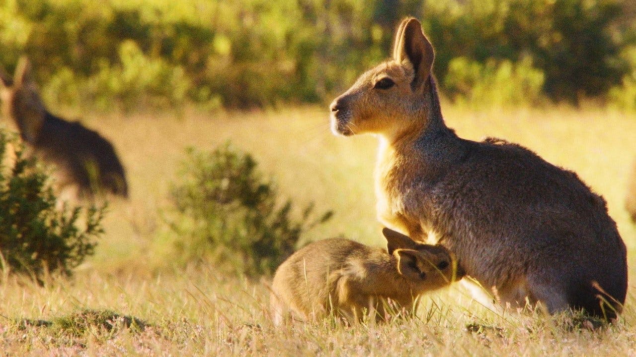 assista ao episódio 1 da temporada 1