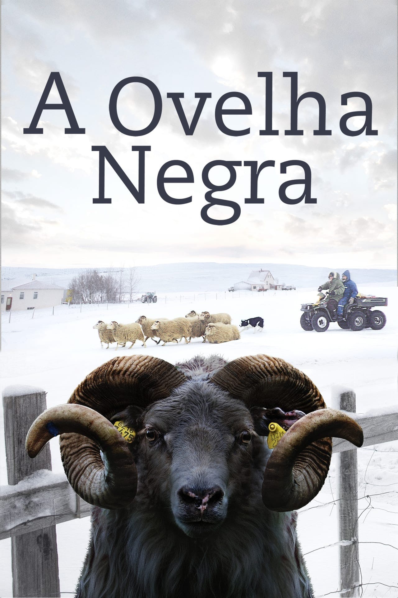 Assistir A Ovelha Negra Online em HD
