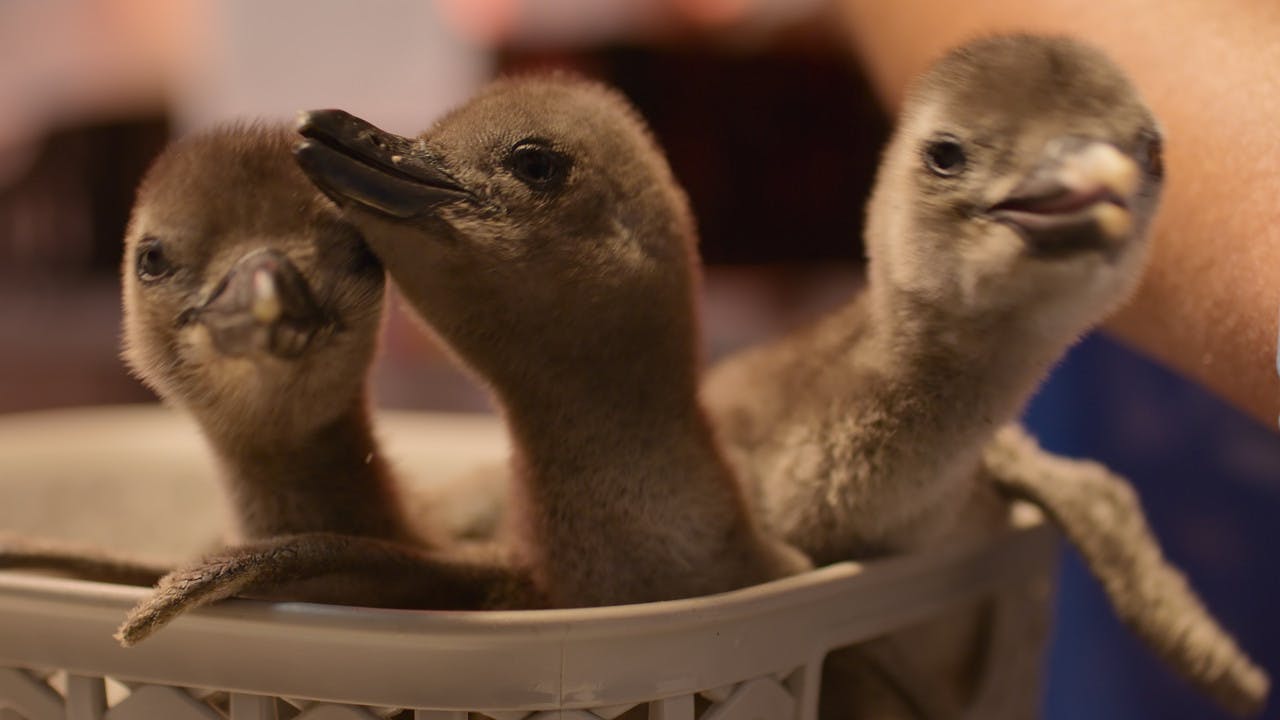 assista ao episódio 3 da temporada 1