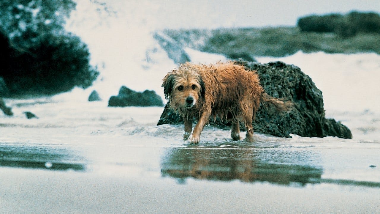 Benji - Um Cão Desafia a Selva assista online