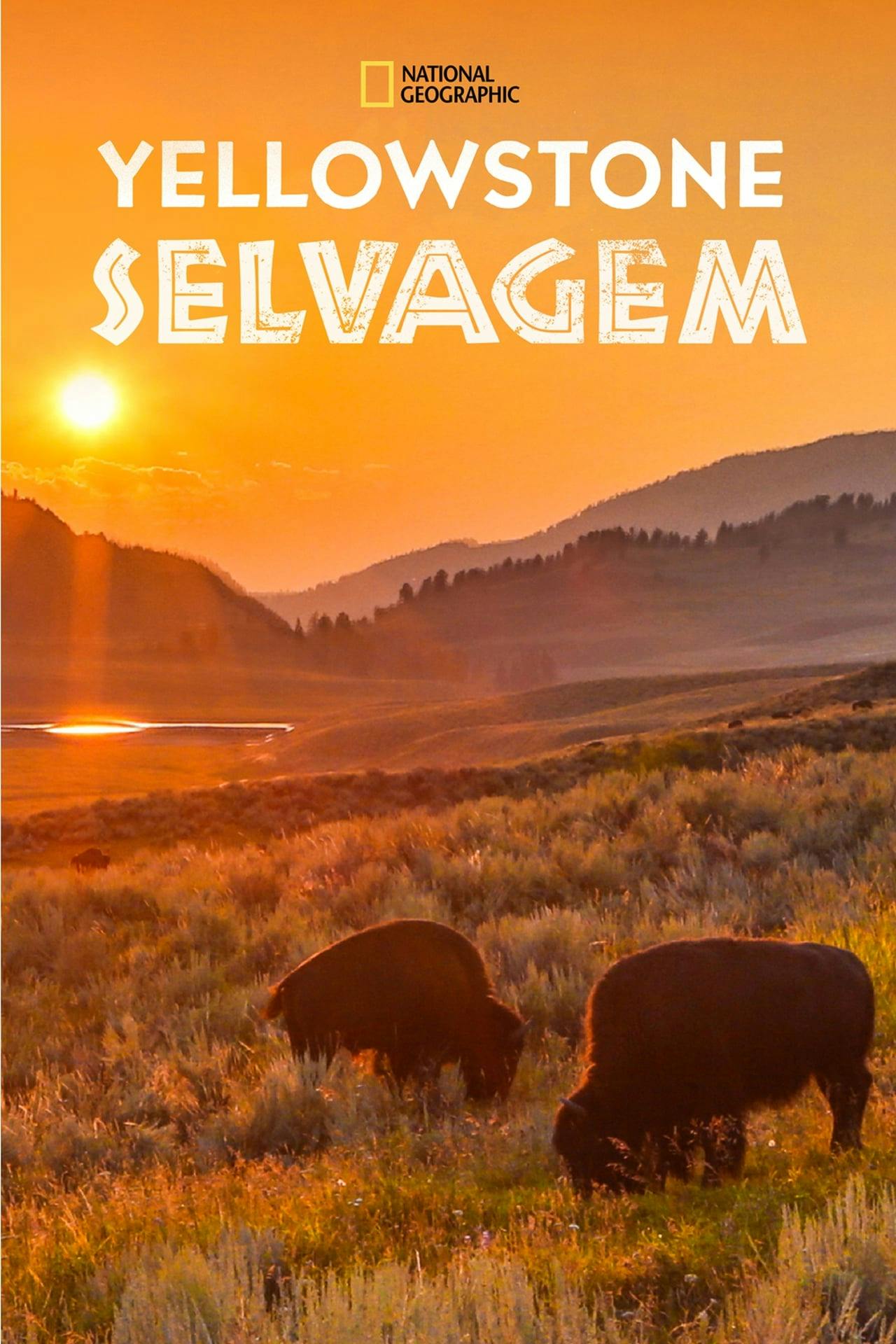 Assistir Yellowstone Selvagem (Wild Yellowstone) Online em HD