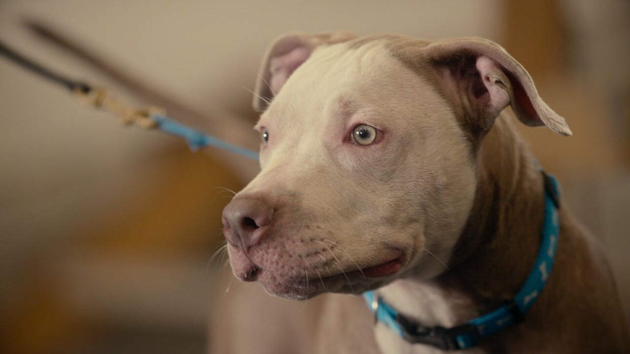 assista ao episódio 5 da temporada 1