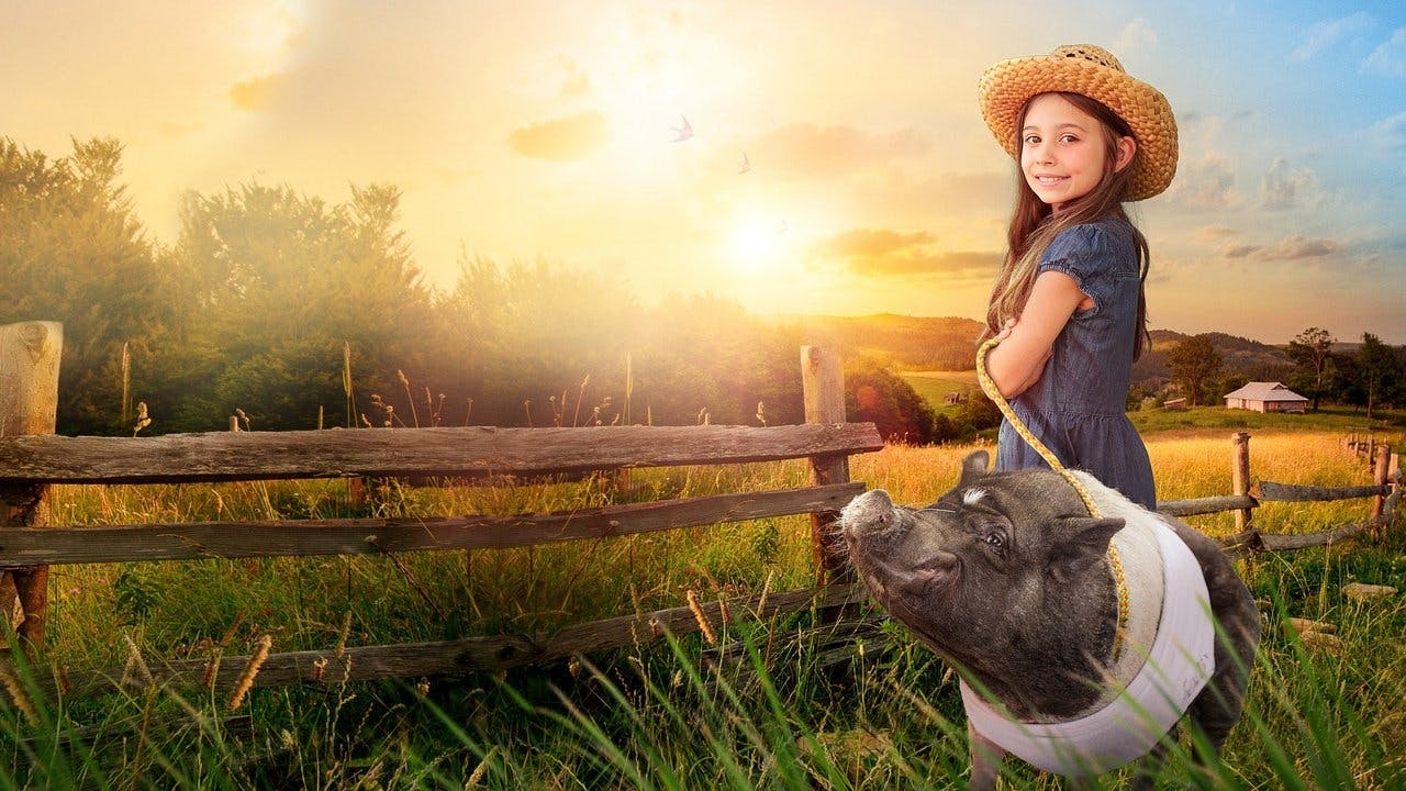 Elvis the Pig assista online