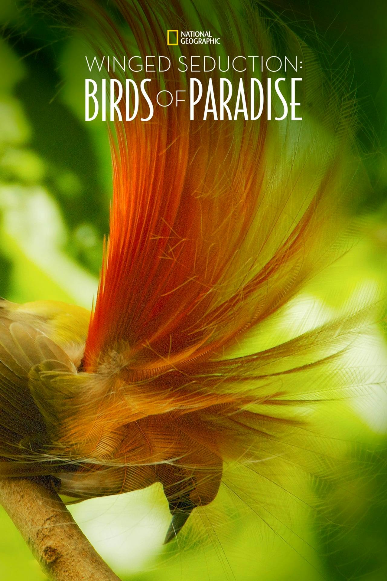 Assistir Winged Seduction: Birds of Paradise Online em HD