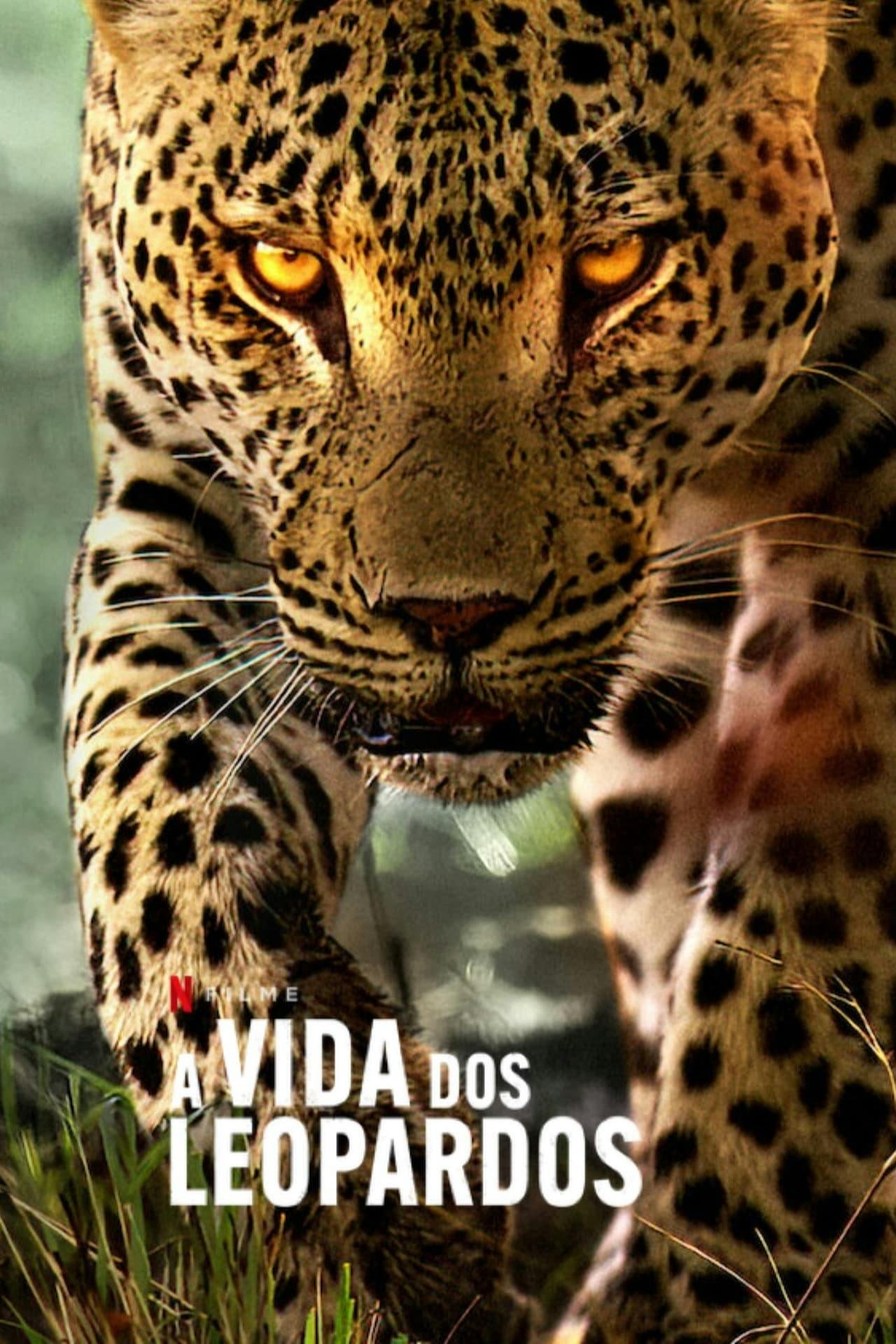 Assistir A Vida dos Leopardos Online em HD