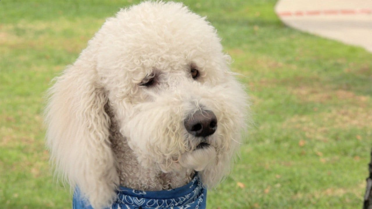 Amor Pra Cachorro assista online