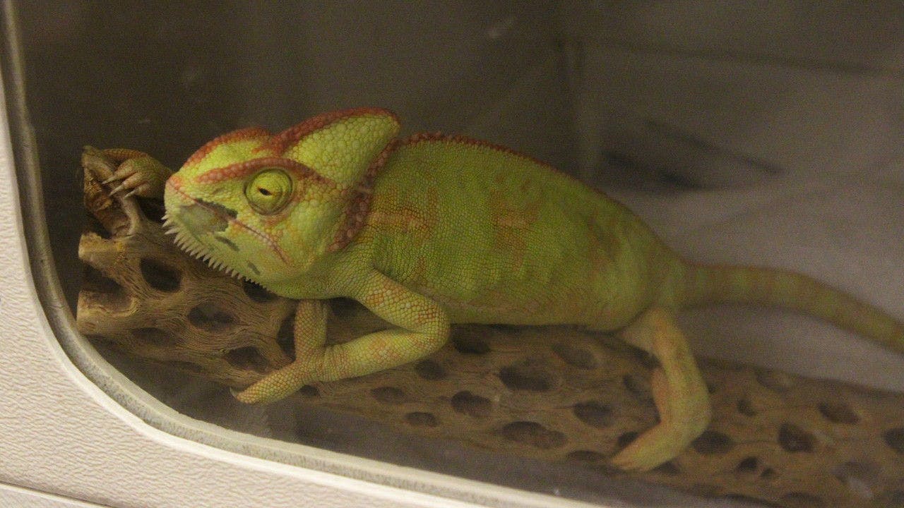 assista ao episódio 3 da temporada 1