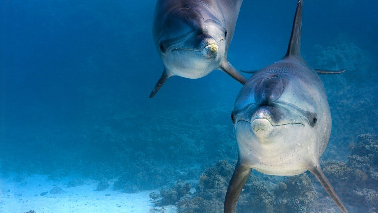 Aventuras no Fundo do Mar assista online