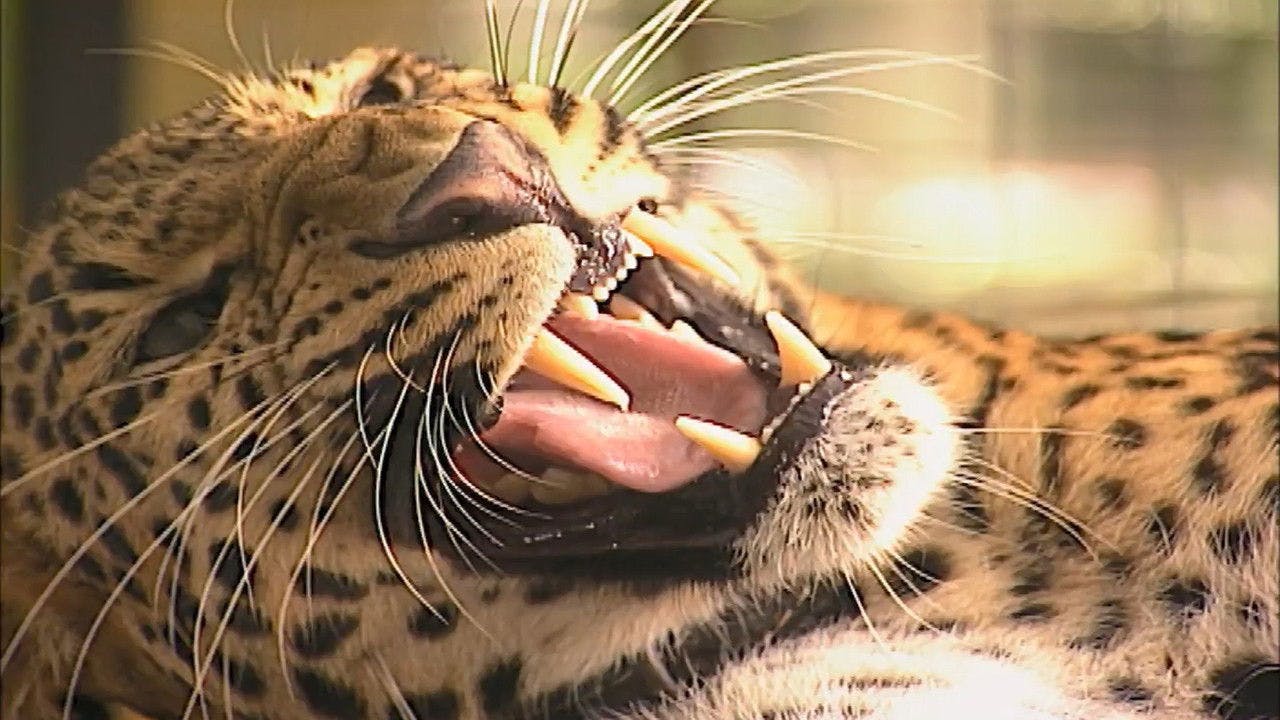 assista ao episódio 10 da temporada 1