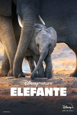 Elefante Online em HD