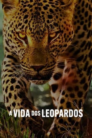 A Vida dos Leopardos Online em HD