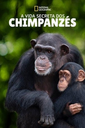 A Vida Secreta dos Chimpanzés (Meet the Chimps) Online em HD