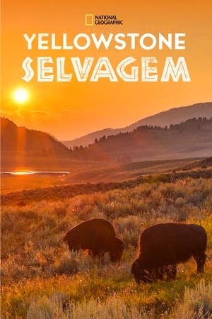 Yellowstone Selvagem (Wild Yellowstone) Online em HD