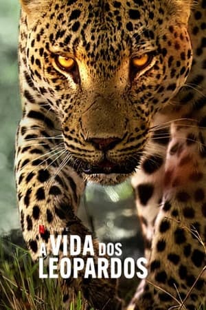 A Vida dos Leopardos Online em HD