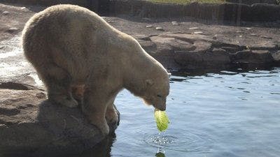 Assistir Os Segredos do Zoológico Temporada 4 Episódio 6 Online em HD