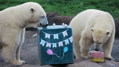 Assistir Os Segredos do Zoológico Temporada 2 Episódio 6 Online em HD