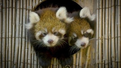 Assistir Os Segredos do Zoológico Temporada 5 Episódio 5 Online em HD