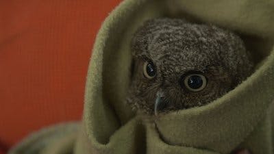 Assistir Alasca: Reabilitação Selvagem Temporada 2 Episódio 6 Online em HD