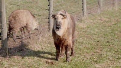 Assistir Os Segredos do Zoológico Temporada 3 Episódio 4 Online em HD