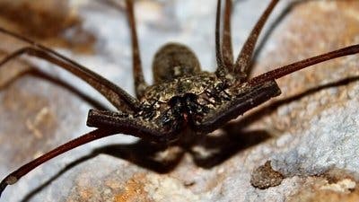 Assistir Pequenos Gigantes da Natureza Temporada 1 Episódio 3 Online em HD