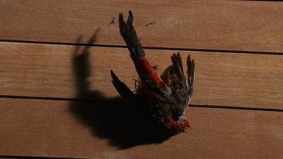 Assistir Lost Temporada 1 Episódio 14 Online em HD
