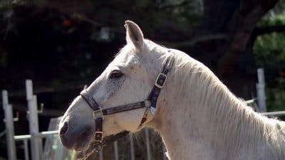 Assistir Clínica Animal com Dr. Pol Temporada 20 Episódio 6 Online em HD