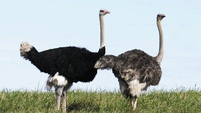 Assistir Os Segredos do Zoológico Temporada 1 Episódio 6 Online em HD