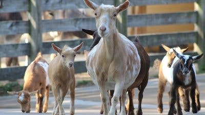 Assistir Os Segredos do Zoológico Temporada 4 Episódio 3 Online em HD