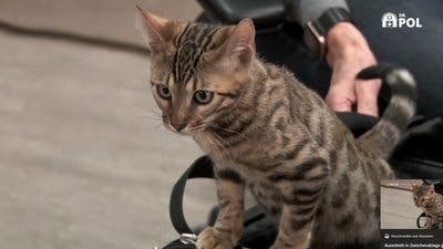 Assistir Clínica Animal com Dr. Pol Temporada 21 Episódio 8 Online em HD
