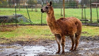 Assistir Clínica Animal com Dr. Pol Temporada 10 Episódio 3 Online em HD
