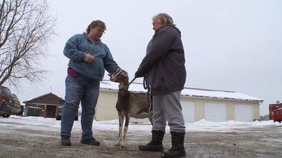 Assistir Clínica Animal com Dr. Pol Temporada 18 Episódio 1 Online em HD