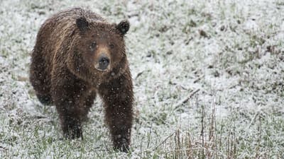 Assistir Yellowstone Selvagem Temporada 1 Episódio 2 Online em HD