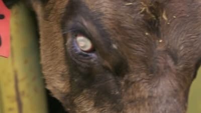 Assistir O Segredo do Rancho Skinwalker Temporada 5 Episódio 9 Online em HD
