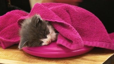 Assistir Clínica Animal com Dr. Pol Temporada 12 Episódio 7 Online em HD