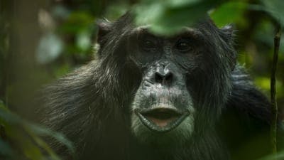 Assistir O Império dos Chimpanzés Temporada 1 Episódio 4 Online em HD