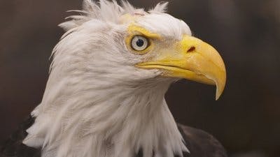 Assistir Alasca: Reabilitação Selvagem Temporada 2 Episódio 3 Online em HD