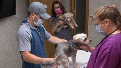 Assistir Clínica Animal com Dr. Pol Temporada 19 Episódio 5 Online em HD