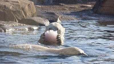 Assistir Os Segredos do Zoológico Temporada 1 Episódio 5 Online em HD