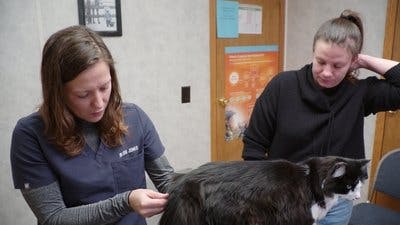 Assistir Clínica Animal com Dr. Pol Temporada 23 Episódio 7 Online em HD