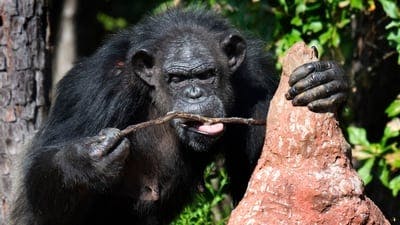 Assistir A Vida Secreta dos Chimpanzés Temporada 1 Episódio 1 Online em HD