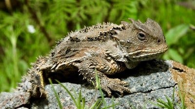 Assistir Pequenos Gigantes da Natureza Temporada 1 Episódio 1 Online em HD