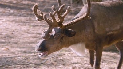 Assistir Os Segredos do Zoológico Temporada 5 Episódio 2 Online em HD