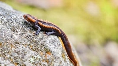 Assistir Pequenos Gigantes da Natureza Temporada 1 Episódio 20 Online em HD