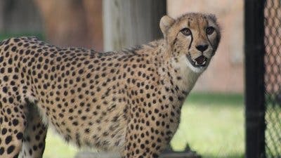 Assistir Os Segredos do Zoológico Temporada 4 Episódio 1 Online em HD