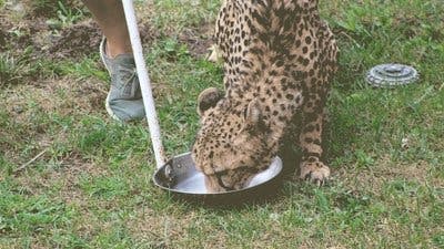 Assistir Os Segredos do Zoológico Temporada 3 Episódio 10 Online em HD