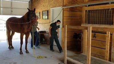 Assistir Clínica Animal com Dr. Pol Temporada 18 Episódio 10 Online em HD